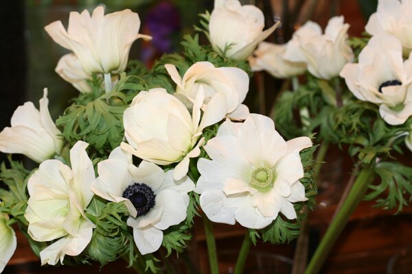 ophalia-white-flowers