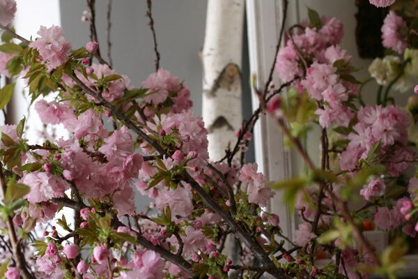 saipua-flowers