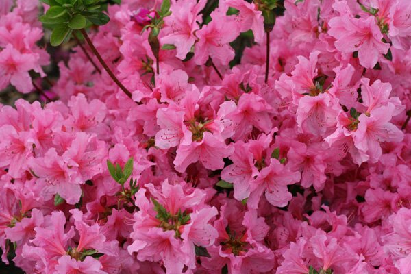 sunset-liberty-azaleas
