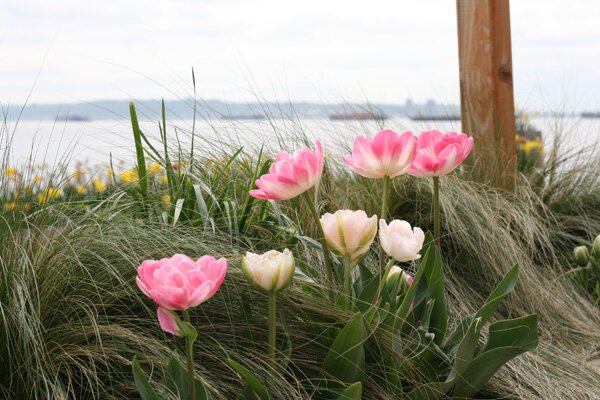 sunset-liberty-pink-tulip-view