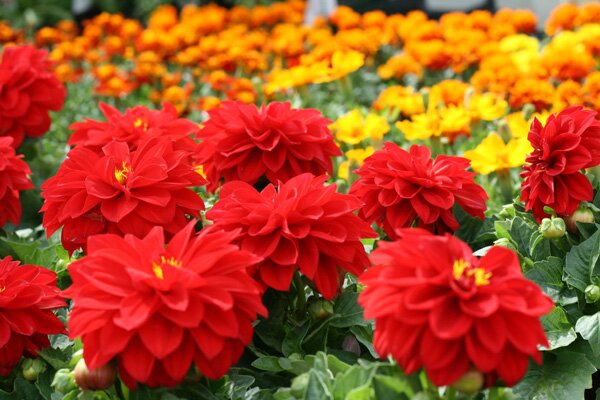 sunset-liberty-red-yellow-flowers