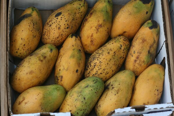 mother-and-sons-mangos