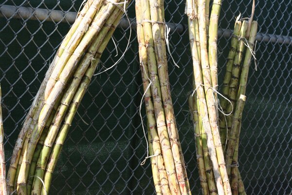 mother-and-sons-sugar-cane