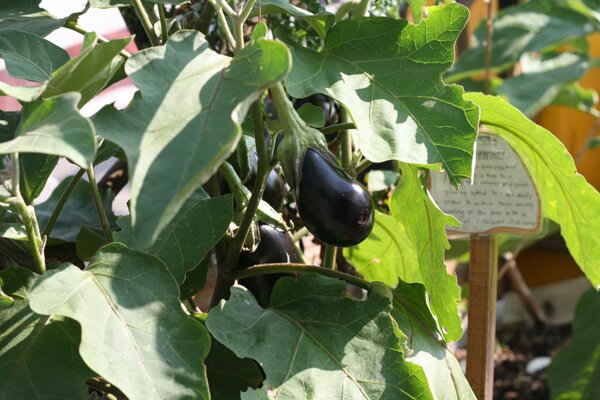water-pod-eggplant