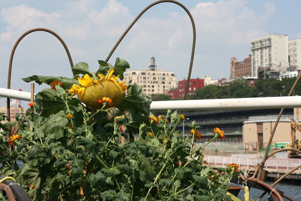 water-pod-sunflower