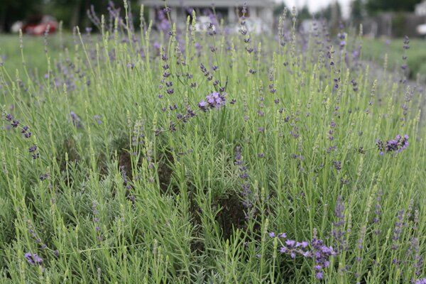 north-fork-lavendar