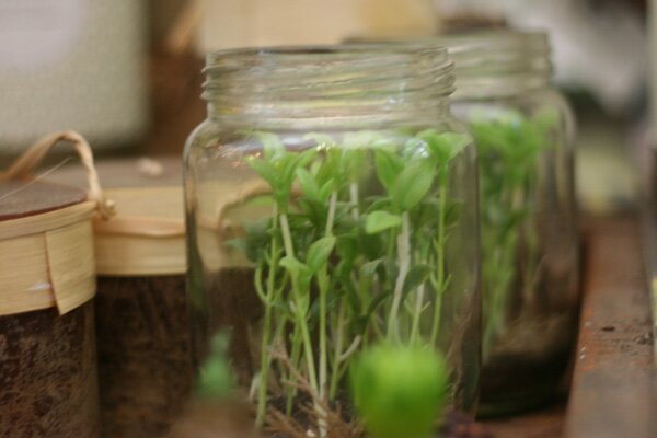 grow-terrarium grow-terrarium