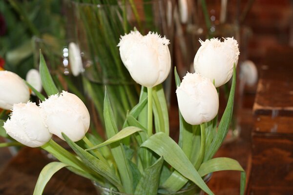 opalia