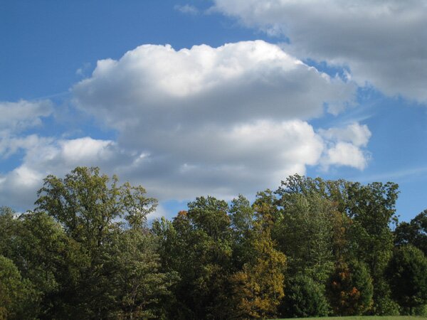 storm-king-tree