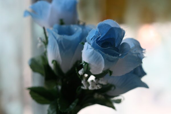 mexican roses
