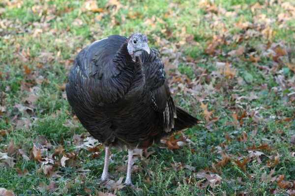 turkey battery park 2
